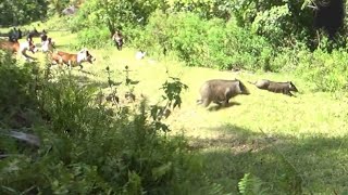 AKHIRNYA!!!! AKSI NEKAT HAMA BABI HUTAN MUNCUL DI LERENG BUKIT TERANG INI...(GANTIANG TARUANG)