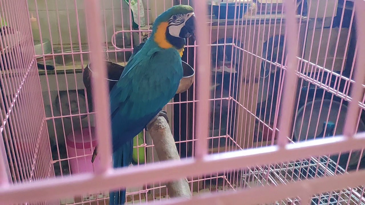 Komunitas Free Fly Pati Penangkaran Burung Paruh Bengkok Milik Om