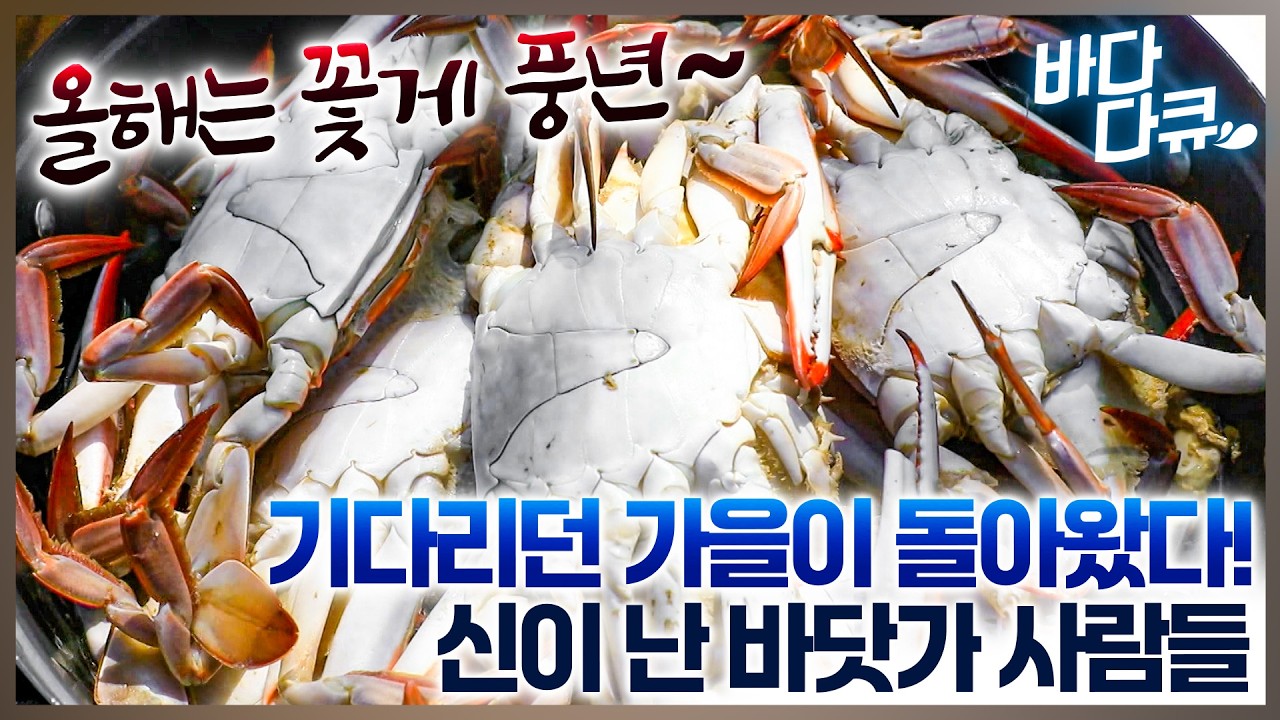 꽃게로 시작된 대이작도의 가을 바다! 올해는 꽃게 풍년이다~ 갓 잡은 꽃게로 만든 꽃게찜과 꽃게탕! 가을 맛 한상 섬마을 밥상 /대이작도/#바다다큐