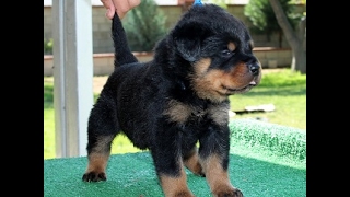 Professional Rottweiler Breeder