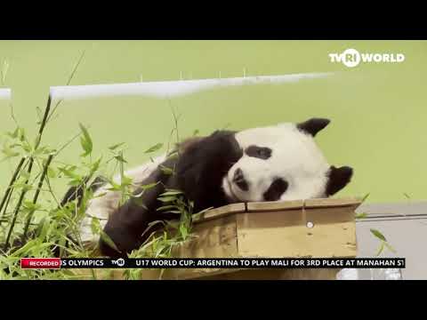 BRITAIN BIDS FAREWELL TO ITS ONLY GIANT PANDAS AFTER 12 YEARS