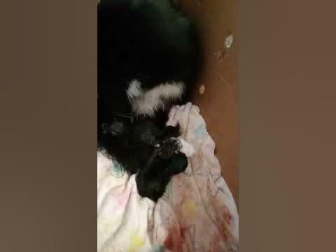 Первый мальчик папин, второй мальчик мамин,а третья девочка ♥️ тоже ...