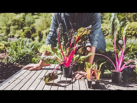 Video: Acelgas De Remolacha. Características Biológicas, Variedades Y Cultivo De Acelgas