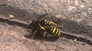 WASP PORN PART 1 QUEEN BEING ROMANCED BY WORKER