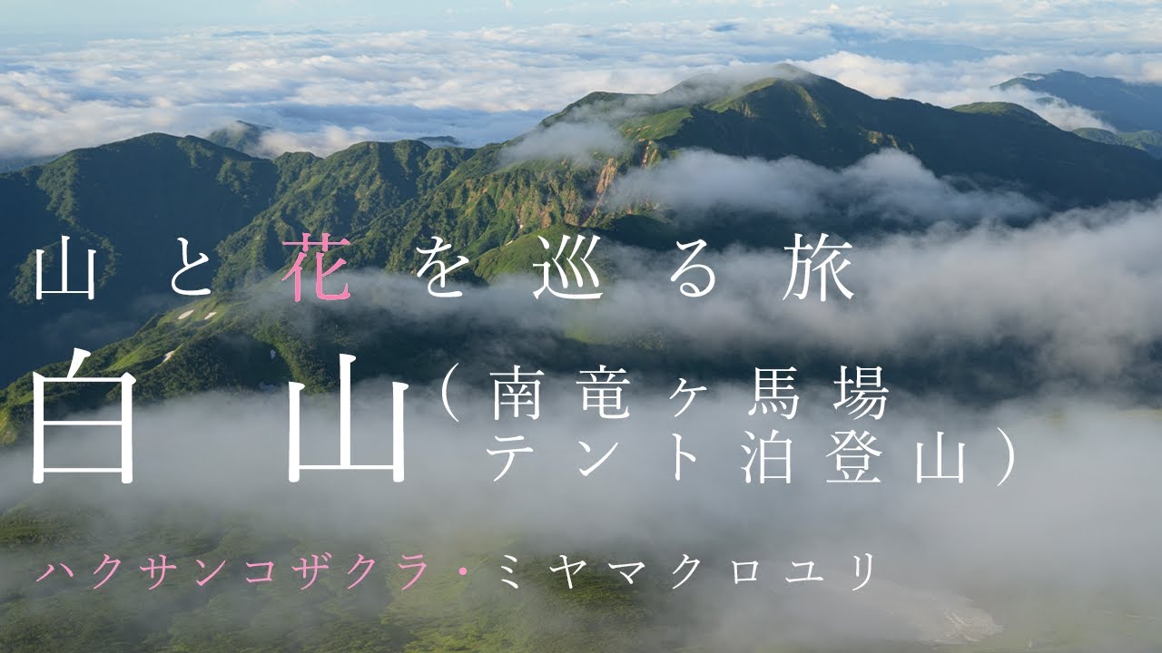 【登山】白山（南竜ヶ馬場テント泊）高山植物が咲き乱れる白山に登りました（ハクサンコザクラ・ミヤマクロユリ）