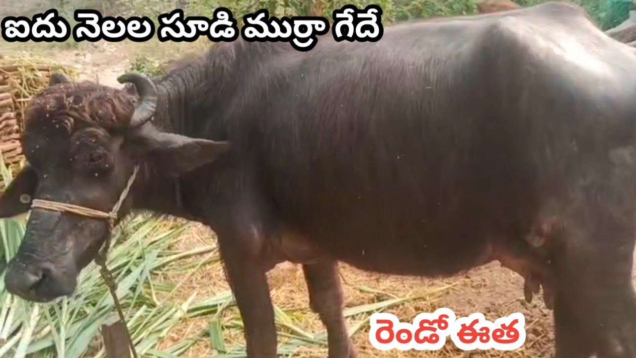 ఐదు నెలల సుడి ముర్రా #youtube #cow #buffalo #murraha#agriculture#murrah#animals #newyork#cow#buffalo