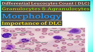 Differential Leucocytes Count (DLC) & Importance of Differential Leucocytes Count