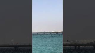 طيور البحر السوقطري