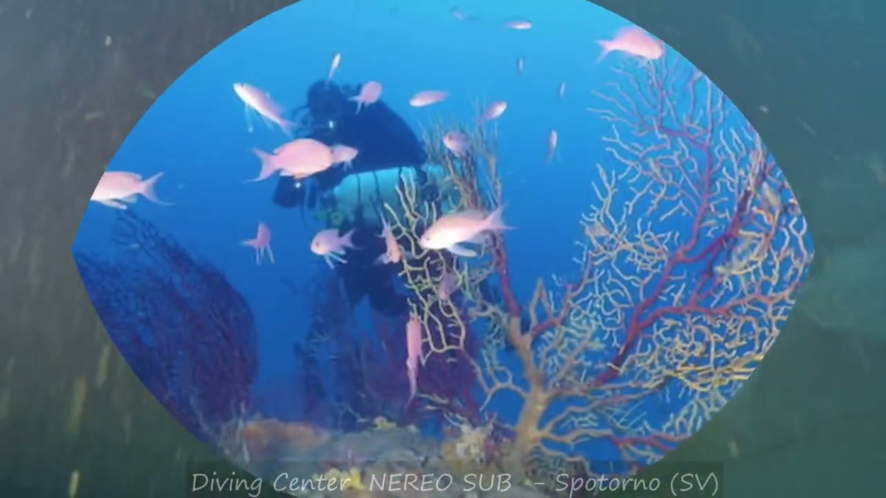 Spotorno e dintorni -  Rosse e Gialle