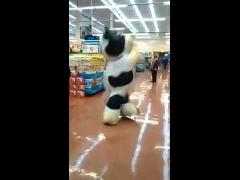 Supermarket cow - Milkshake dance