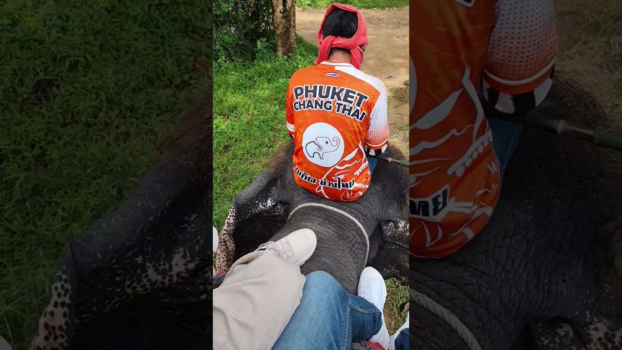 Elephant Trekking, Phuket Thailand #bgm #shorts #safari #explore #travel #animals #adventure