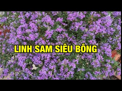 Video: Cây linh sam đỏ mọc ở đâu?