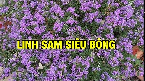 Cách làm cây linh sam ra hoa quanh năm và dày đều đẹp