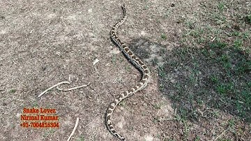 DIFFERENCE BETWEEN RUSSELL