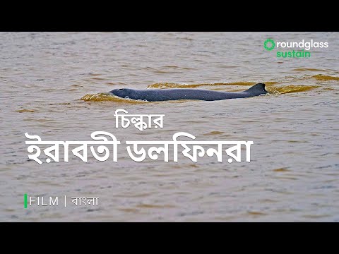 চিল্কার ইরাবতী ডলফিনরা | Irrawaddy Dolphins | Sea Animals | Bangla Documentary |@RoundglassSustain