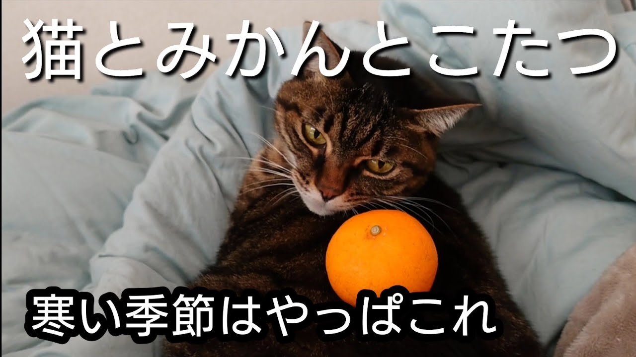 愛猫が構ってくれなくて 寂しいです Youtube