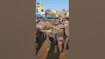 Sôi động chợ Trâu lớn Nhất thế giới#vietnamtravel #villagemarket #chovungcao #chotrau