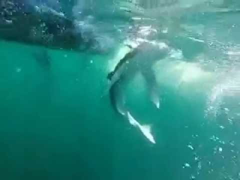 Shark video - YouTube