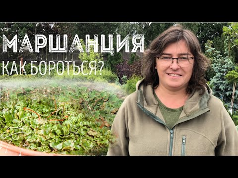 Злостный сорняк маршанция! Как победить?