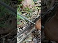 mata rantai yang siap membelah kayu