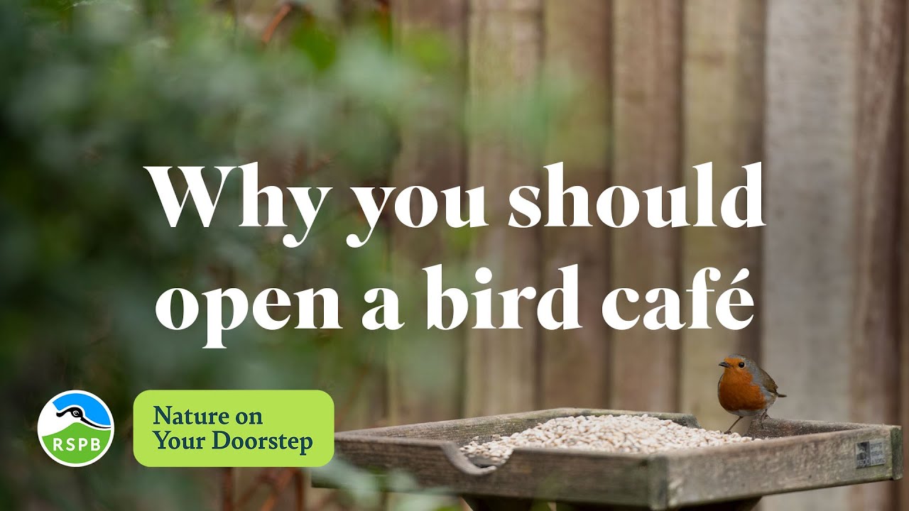Why you should open a bird café | RSPB Nature on Your Doorstep