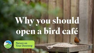 Why You Should Open A Bird Café Rspb Nature On Your Doorstep