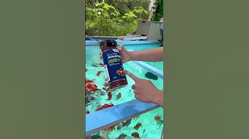 Multi Color GoldFish hạt nổi. Thức ăn tăng màu cao cấp cho cá…#07/10.25