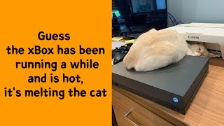 Welcome to Cat Logic: 50 Moments That Make No Sense - Funny cat