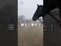 ばん馬のいななき #競馬 #ばんえい競馬 #地方競馬