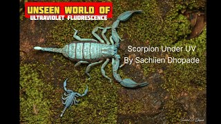 Scorpion under ultraviolet (UV) light light by Sachiien Dhopade