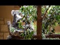 ななみちゃん授乳 コアラ Breastfeeding koala 001 東山動植物園 20190611