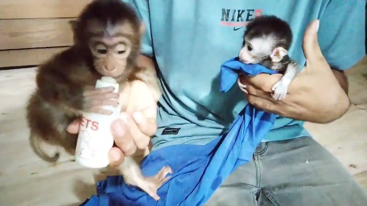 These two monkey brothers are so adorable