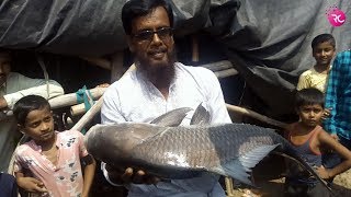 10 KG Plus Big Catla Fishing at Tamle Pukur Mugram Babnan | Rozina’s Club