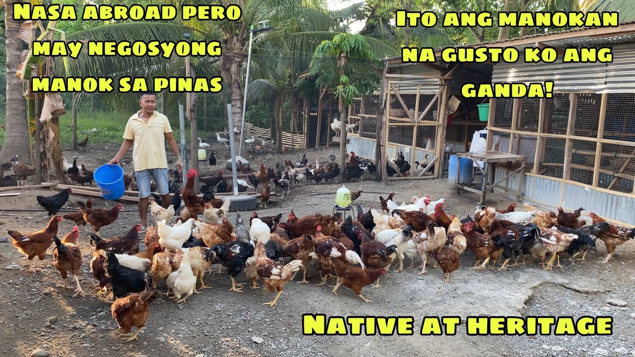 KAHIT NASA ABROAD PWEDENG MAGNEGOSYO NG MANOK | ITO ANG GUSTO KUNG MANOKAN ANG GANDA | FARM VISIT