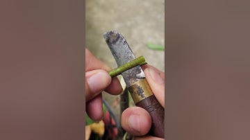 Ghép mãn cầu xiêm - Plant grafting and tree care techniques #2468