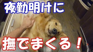 夜勤明けにひたすらゴールデンレトリバーを撫でまわすだけの動画 ゴールデンレトリバー ジョイ