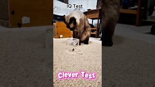 Simba's IQ test: Treat under a glass jar. Mission accepted. 🐱🧠 #catshorts #cute