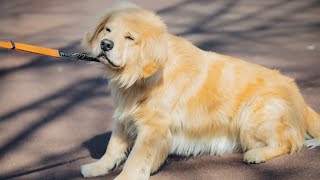 なぜ突然、歩かなくなったゴールデンレトリバー