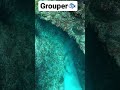 13kgの魚とヘビ