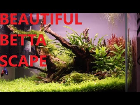 BETTA FISH TANK AQUASCAPE - YouTube