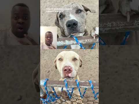 woman was arrested in connection to a fatal dog attack #news #trending #fyp