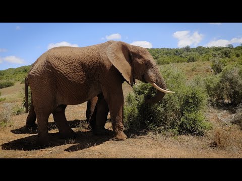 Video: Addo Elephant National Park: de complete gids