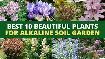 Best 10 Beautiful Plants for Alkaline Soil Garden 🌻