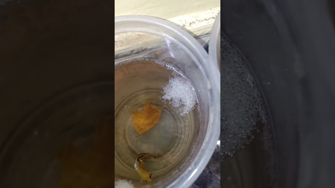 Customer questions ❓❓ / Betta bubble nest / 