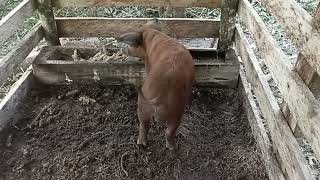 Cerdo comiendo en el chiquero