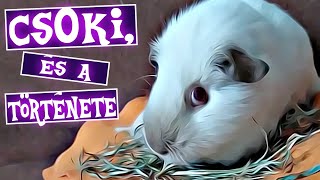 Csoki Betegségének A Történeteheti Vlog
