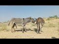 Donkey Meeting Video In Jungle Animals Foryou Success Viralvideo AnimalHT2721 Animalshome467 