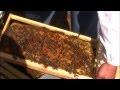 Visiting our bees/Επίσκεψη στο μελισσοκομείο