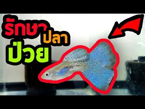 วิธีรักษาอาการป่วยของปลาหางนกยูง How to treat guppy fish