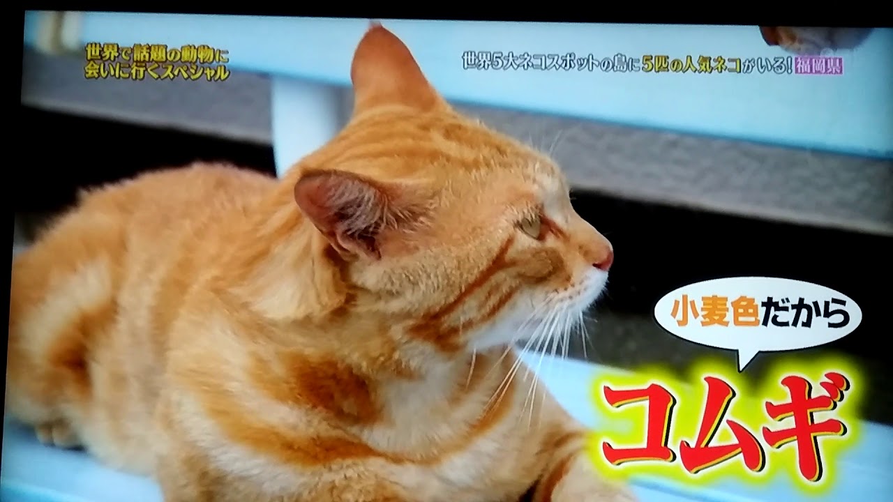 伊野ちゃんが猫の喧嘩を止める❔